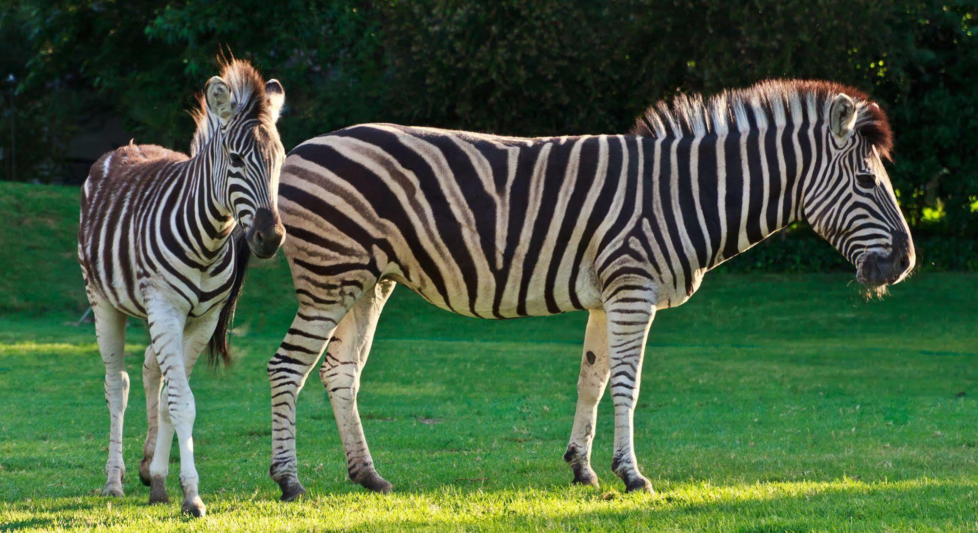 Zulu Nyala Country Manor Otel Johannesburg Dış mekan fotoğraf
