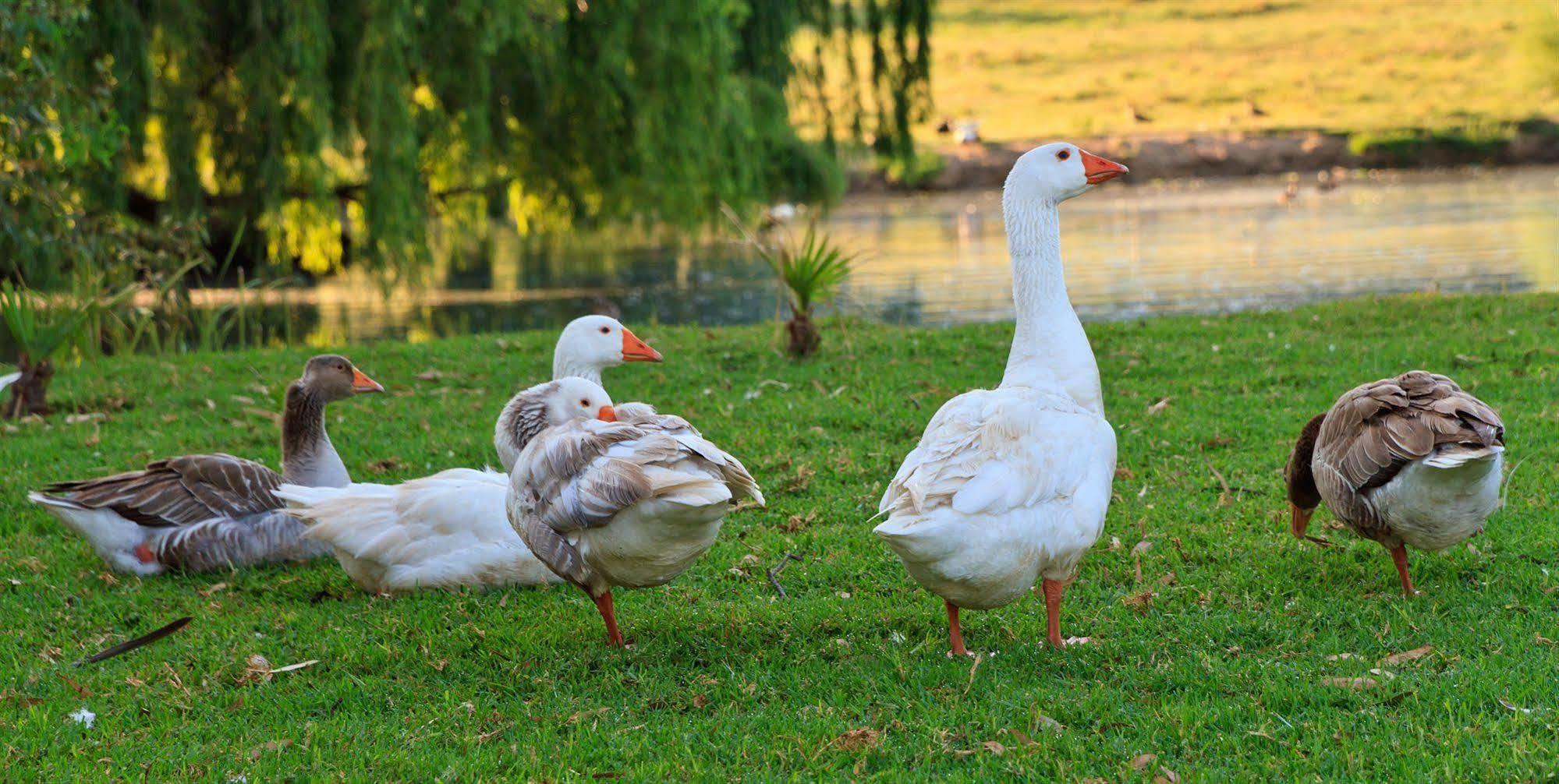 Zulu Nyala Country Manor Otel Johannesburg Dış mekan fotoğraf